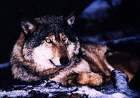 Russian wolf