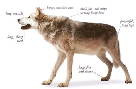 grey wolf body